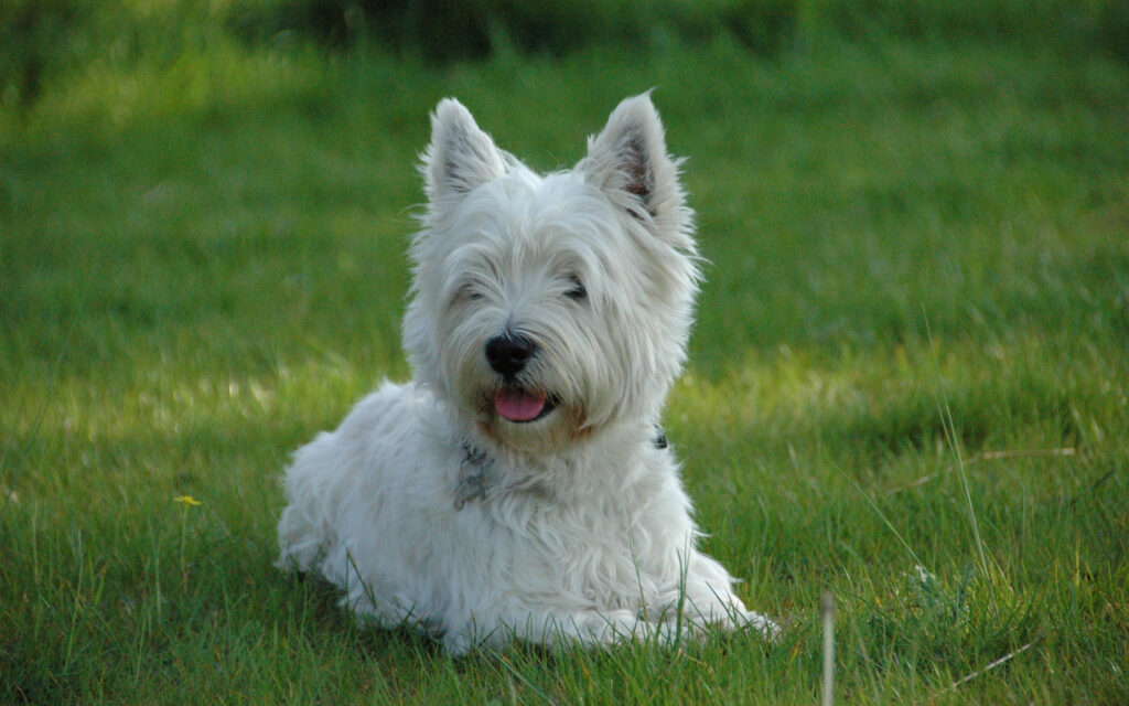 West highland terrier